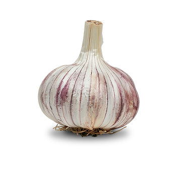 Extrakt aus Früchten der Schwarzen Johannisbeere  